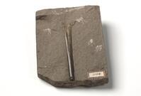 M 03965
<br/>
<br/>
<em></em>